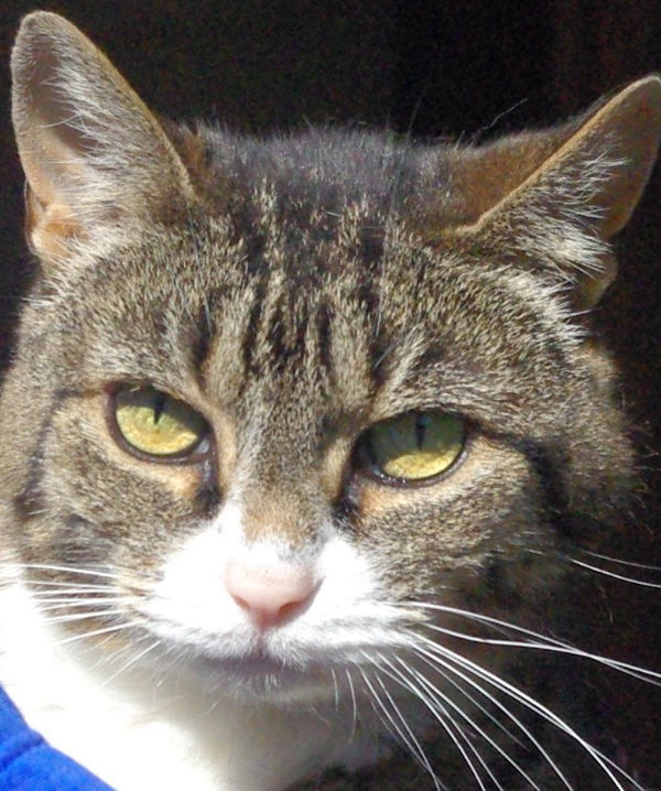 Pets of the Week: Loki